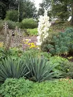 yucca filamentosa.webp