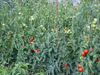 Tomaten.webp