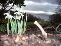 Galanthus1.webp