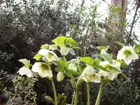 Helleborus.webp