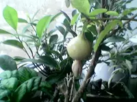 Bonsai- Granatapfel8.webp