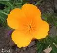 esholzia.webp