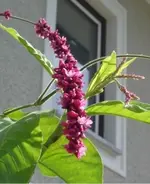 polygonum orientale2.webp