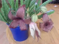 DSC00009.webp