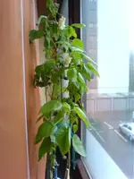 DSC00174.webp