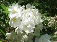 Rosa_sp.57.webp