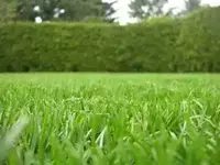 meine wiese für internet.webp