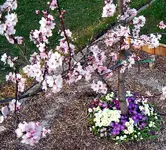 Garten 2007 001.1.webp