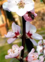 Garten 2007 002.2.webp
