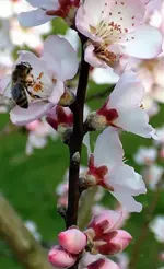 Garten 2007 003.1.webp