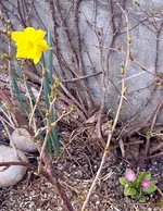 Garten 2007 004.1.webp