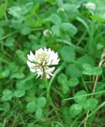 WeißkleeTrifolium-repens.webp
