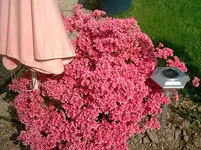 Jap Azalee_ 010.webp