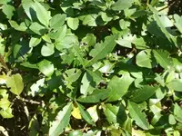 Hecke-2.webp