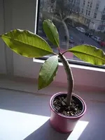 CIMG4373.webp