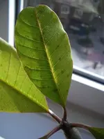 CIMG4375.webp