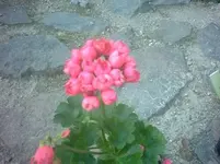 Patricia andrea.webp