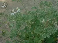P. fragrans.webp