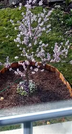Garten 2007.jpg
