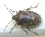 Käfer2.webp