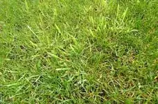 rasen.webp
