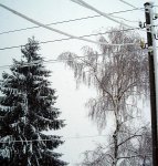 Garten 2007 011.1.jpg