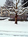 Garten 2007 012.1.jpg