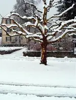 Garten 2007 012.1.webp
