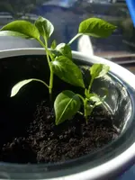 paprika3.webp