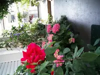 IMGP1539.webp