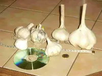 knoblauch06.webp