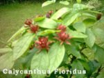 14_Calycanthus Floridus Kopie.jpg