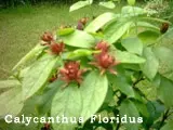 14_Calycanthus Floridus Kopie.webp