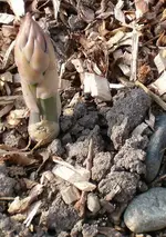 Garten 2007 033.webp