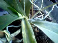 SP_A0189.webp