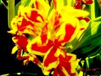 canna.webp