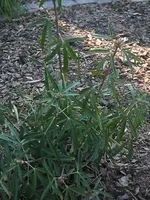 dingens_klein.webp