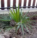 Garten 2007 057.1.webp