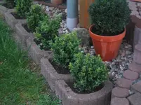 buchsIII_klein.webp