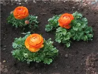 ranunkeln_klein.webp