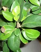 ficus1.webp