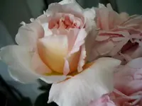 IMGP5824.webp