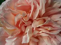 IMGP5785.webp