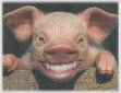 schweinchen.webp