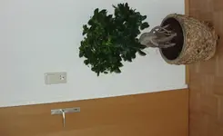 ficus.webp