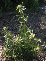 dingensII.webp