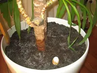 yucca1.webp