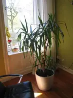 yucca2.webp