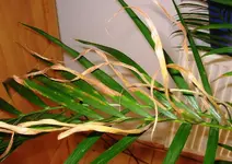 Goldfruchtpalme 001.webp