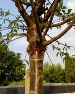 Mahagoni-kirsche5.webp